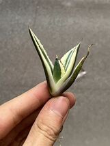 多肉植物　【特選】　アガベ　agave titanota チタノタ『スナグルトゥース』　7_画像1