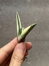 多肉植物　【特選】　アガベ　agave titanota チタノタ『スナグルトゥース』　7_画像2