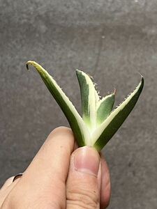 多肉植物　【特選】　アガベ　agave titanota チタノタ『スナグルトゥース』　9