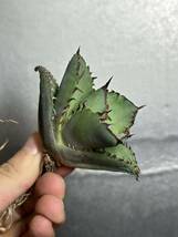 多肉植物　【特選】　アガベ　agave titanota チタノタ　竜歯 4_画像4