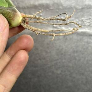 多肉植物 【特選】 アガベ agave titanota チタノタ『南アフリカダイヤモンド』 6の画像7