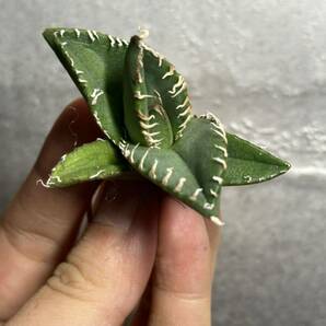 多肉植物 【特選】 アガベ agave titanota チタノタ『南アフリカダイヤモンド』 6の画像2