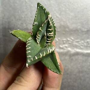 多肉植物 【特選】 アガベ agave titanota チタノタ『南アフリカダイヤモンド』 6の画像1