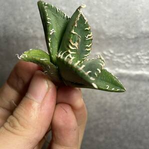 多肉植物 【特選】 アガベ agave titanota チタノタ『南アフリカダイヤモンド』 6の画像6