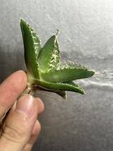 多肉植物　【特選】　アガベ　agave titanota チタノタ『南アフリカダイヤモンド』　10_画像6