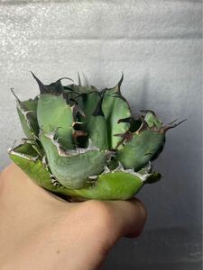 多肉植物　【特選】　アガベ　agave titanota チタノタ『黑鯨』　2