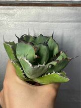 多肉植物　【特選】　アガベ　agave titanota チタノタ『黑鯨』　3_画像5