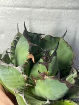 多肉植物　【特選】　アガベ　agave titanota チタノタ『黑鯨』　3_画像8