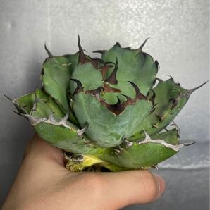 多肉植物 【特選】 アガベ agave titanota チタノタ『黑鯨』 7の画像5