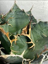 多肉植物　【特選】　アガベ　agave titanota チタノタ『白鯨』　3_画像7