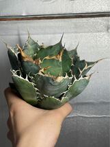 多肉植物　【特選】　アガベ　agave titanota チタノタ『白鯨』　3_画像1