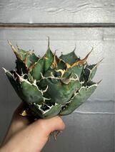 多肉植物　【特選】　アガベ　agave titanota チタノタ『白鯨』　5_画像1