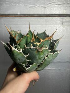 多肉植物　【特選】　アガベ　agave titanota チタノタ『白鯨』　5