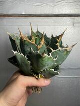 多肉植物　【特選】　アガベ　agave titanota チタノタ『白鯨』　5_画像6