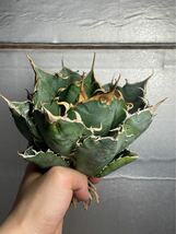 多肉植物　【特選】　アガベ　agave titanota チタノタ『白鯨』　5_画像2