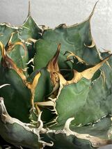 多肉植物　【特選】　アガベ　agave titanota チタノタ『白鯨』　5_画像8