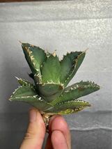 多肉植物　【特選】　アガベ　agave titanota チタノタ『狼人』　5_画像5