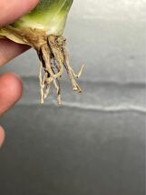 多肉植物　【特選】　アガベ　agave titanota チタノタ『狼人』　5_画像9