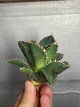 多肉植物　【特選】　アガベ　agave titanota チタノタ『狼人』　5_画像4