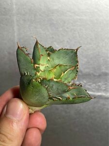  succulent plant agave chitano tough .li Gree a little over . finest quality stock . leaf . finger 4