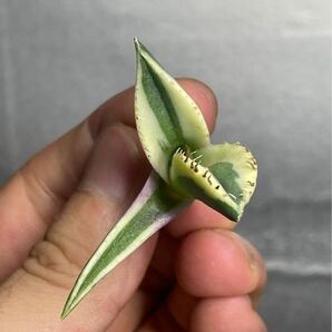 多肉植物 【特選】 アガベ agave titanota チタノタ『スナグルトゥース』 4の画像4