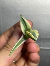 多肉植物　【特選】　アガベ　agave titanota チタノタ『スナグルトゥース』　4_画像4