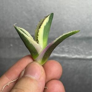 多肉植物 【特選】 アガベ agave titanota チタノタ『スナグルトゥース』 4の画像1