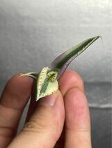 多肉植物　【特選】　アガベ　agave titanota チタノタ『スナグルトゥース』　5_画像6