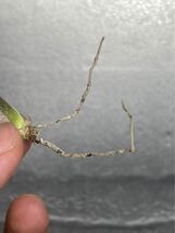 多肉植物　【特選】　アガベ　agave titanota チタノタ『スナグルトゥース』　6_画像7