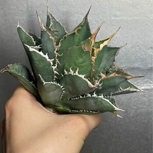 多肉植物 【特選】 アガベ agave titanota チタノタ『海王』 1の画像3