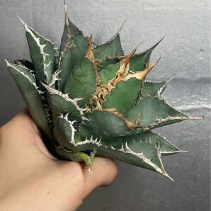 多肉植物 【特選】 アガベ agave titanota チタノタ『海王』 1の画像2