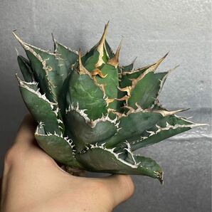 多肉植物 【特選】 アガベ agave titanota チタノタ『海王』 1の画像5
