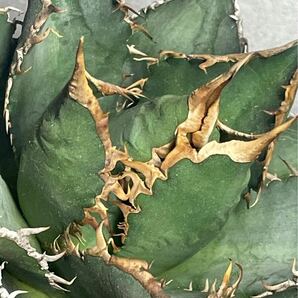 多肉植物 【特選】 アガベ agave titanota チタノタ『海王』 1の画像8