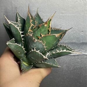 多肉植物 【特選】 アガベ agave titanota チタノタ『海王』 1の画像4