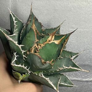 多肉植物 【特選】 アガベ agave titanota チタノタ『海王』 1の画像1
