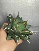 多肉植物　【特選】　アガベ　agave titanota チタノタ『海王』　8_画像4