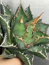 多肉植物　【特選】　アガベ　agave titanota チタノタ『海王』　8_画像8