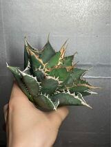 多肉植物　【特選】　アガベ　agave titanota チタノタ『海王』　11_画像4