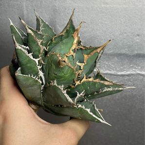 多肉植物 【特選】 アガベ agave titanota チタノタ『海王』 12の画像4