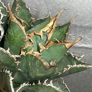 多肉植物 【特選】 アガベ agave titanota チタノタ『海王』 12の画像7