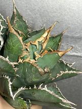 多肉植物　【特選】　アガベ　agave titanota チタノタ『海王』　12_画像7
