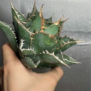 多肉植物 【特選】 アガベ agave titanota チタノタ『海王』 12の画像3