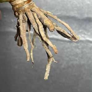 多肉植物 【特選】 アガベ agave titanota チタノタ『海王』 12の画像8