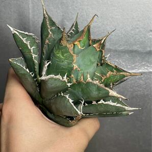 多肉植物 【特選】 アガベ agave titanota チタノタ『海王』 12の画像2
