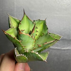 多肉植物 【特選】 アガベ agave titanota チタノタ『宝珠』 2の画像2