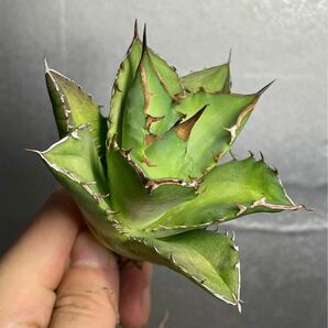 多肉植物 【特選】 アガベ agave titanota チタノタ『宝珠』 2の画像3