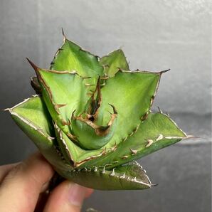 多肉植物 【特選】 アガベ agave titanota チタノタ『宝珠』 2の画像1