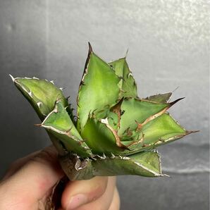多肉植物 【特選】 アガベ agave titanota チタノタ『宝珠』 2の画像5