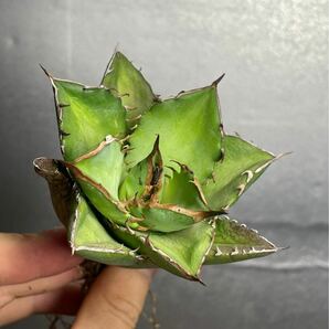 多肉植物 【特選】 アガベ agave titanota チタノタ『宝珠』 2の画像6