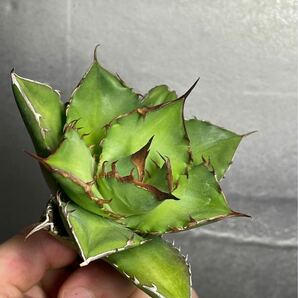 多肉植物 【特選】 アガベ agave titanota チタノタ『宝珠』 3の画像6
